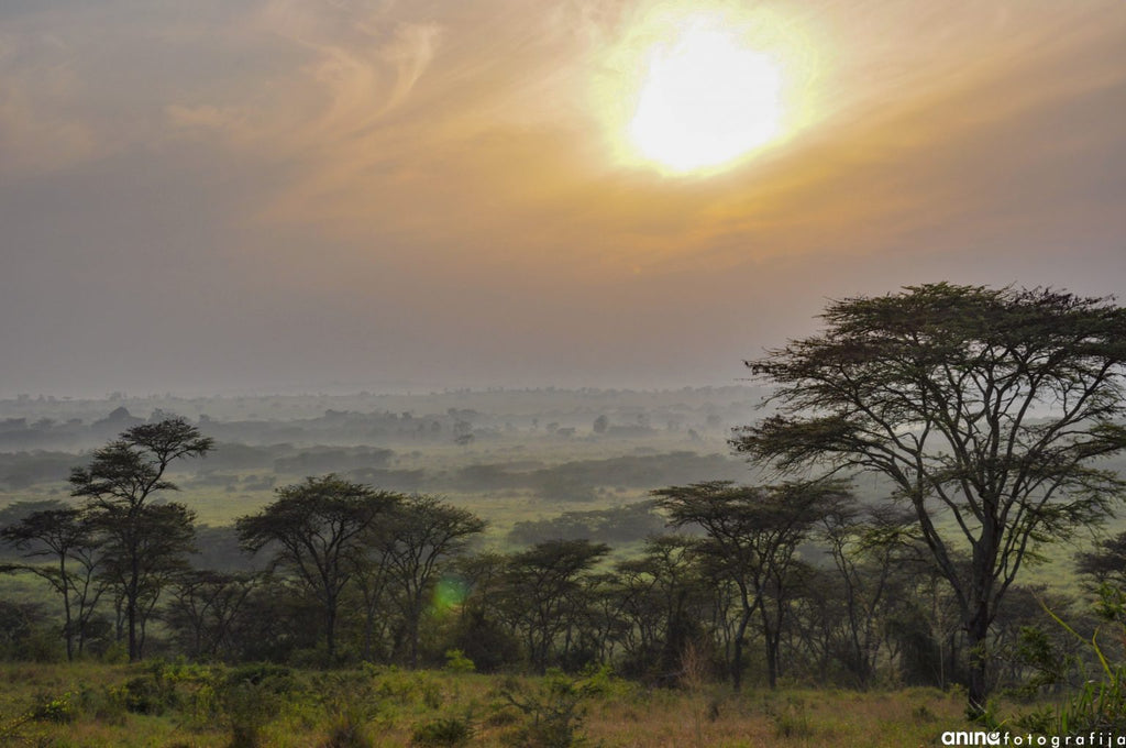 Africa And Arabia